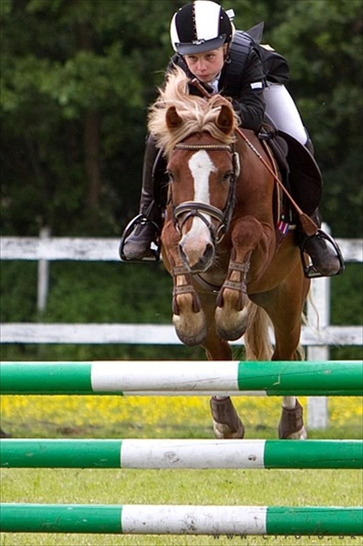 Welsh Pony af Cob-type (sec C) Tarzan *B-PONY* Solgt & savnet:´( - fuld koncentret(staves) (købt billed) billede 13