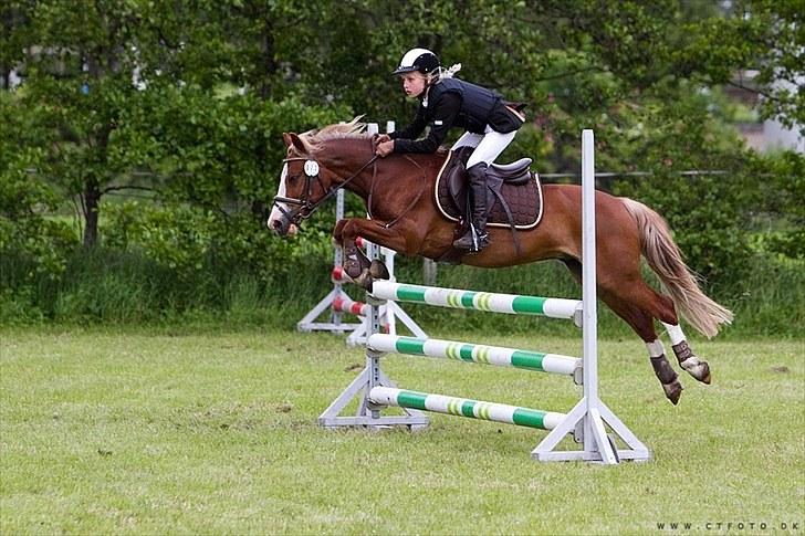 Welsh Pony af Cob-type (sec C) Tarzan *B-PONY* Solgt & savnet:´( - den dag jeg blev b-rytter i en mb**(købt billed) billede 14