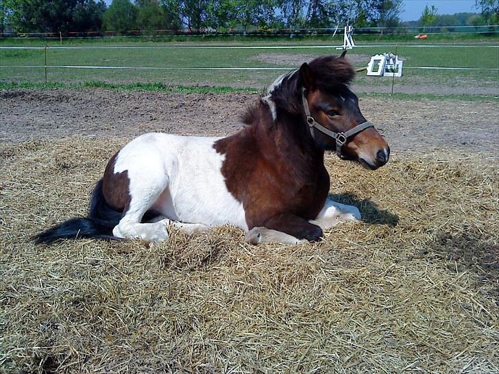 Islænder lokkur - Welkommen til "Lokkur´s" profil billede 2