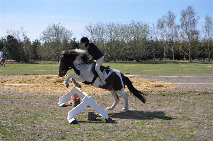Islænder lokkur billede 6