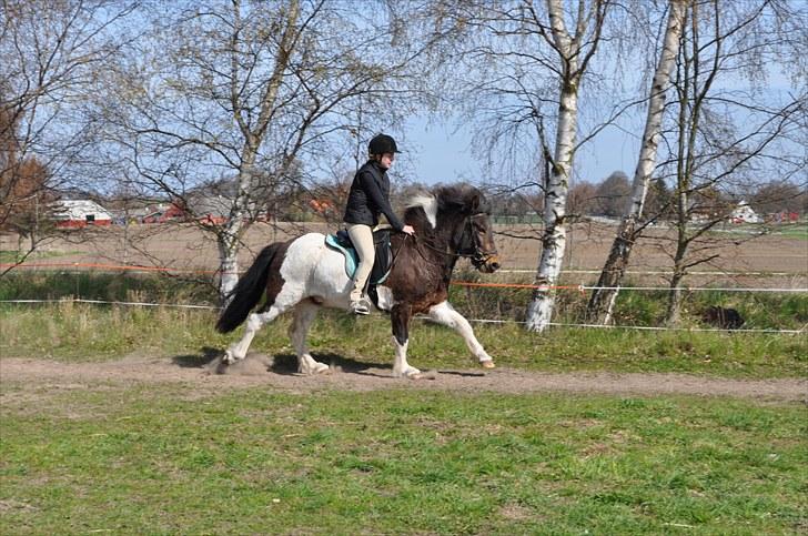 Islænder lokkur billede 7