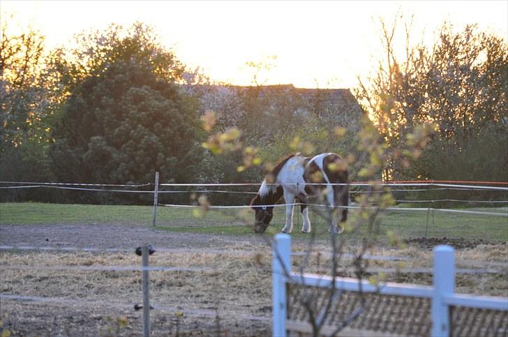 Islænder lokkur billede 8