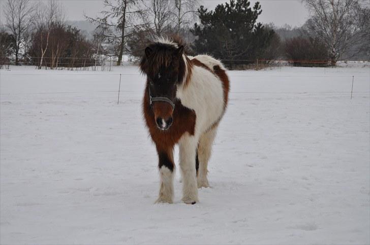 Islænder lokkur billede 1