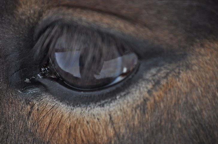 Islænder lokkur billede 3