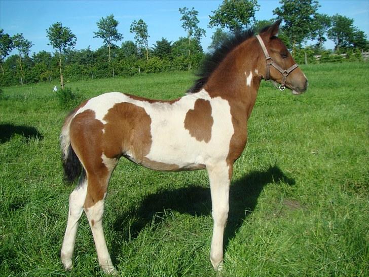 Barockpinto Cassiopeia billede 12