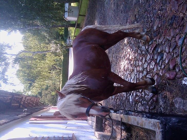 Haflinger Albert Skovager (nu på pension...) billede 14