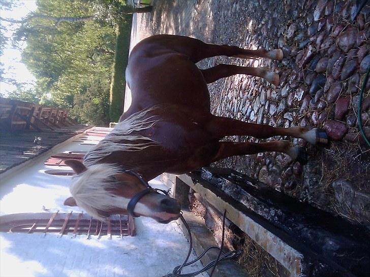 Haflinger Albert Skovager (nu på pension...) billede 15