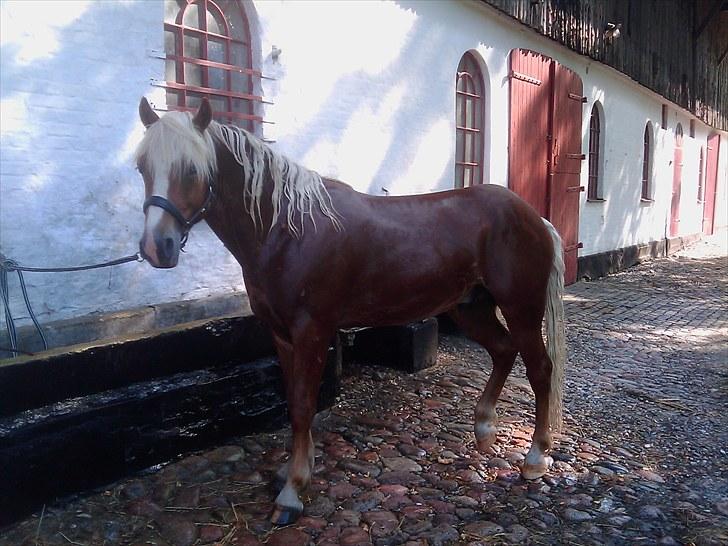 Haflinger Albert Skovager (nu på pension...) billede 16