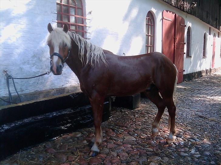 Haflinger Albert Skovager (nu på pension...) billede 17