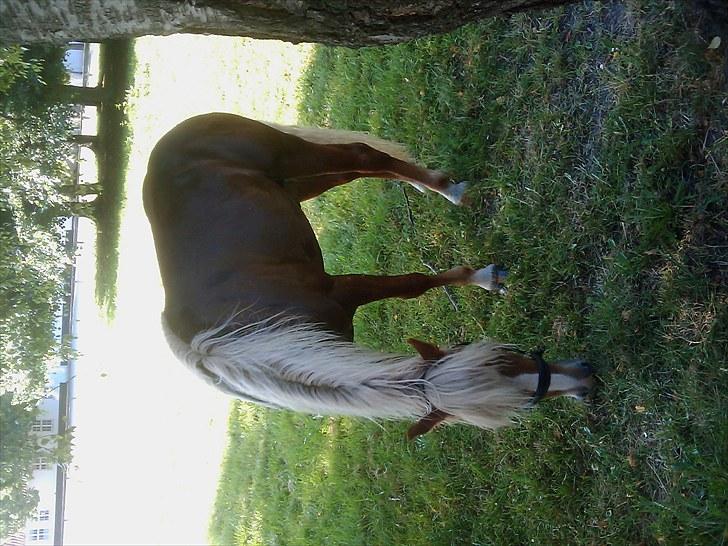 Haflinger Albert Skovager (nu på pension...) billede 18