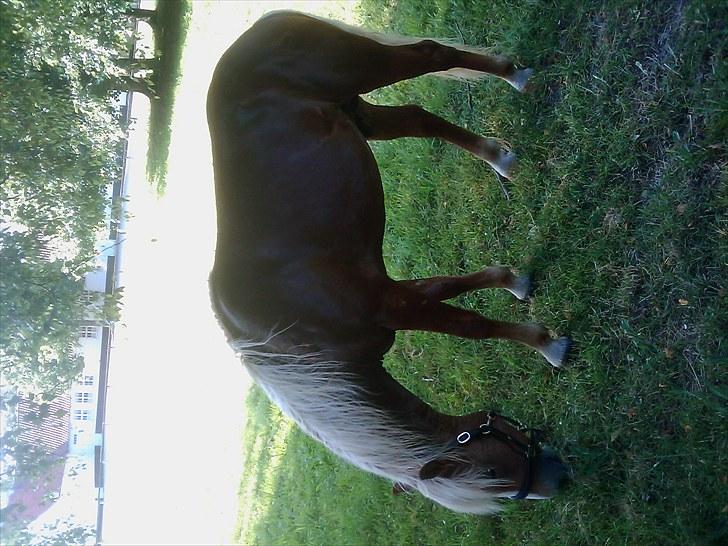 Haflinger Albert Skovager (nu på pension...) billede 19