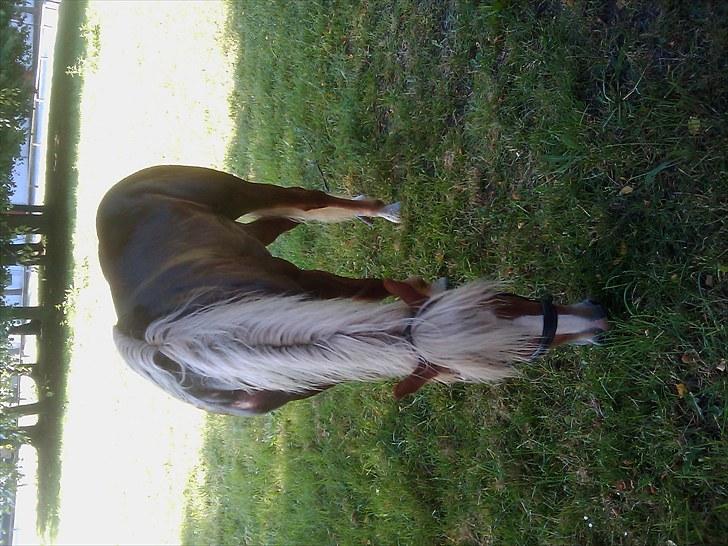 Haflinger Albert Skovager (nu på pension...) billede 20