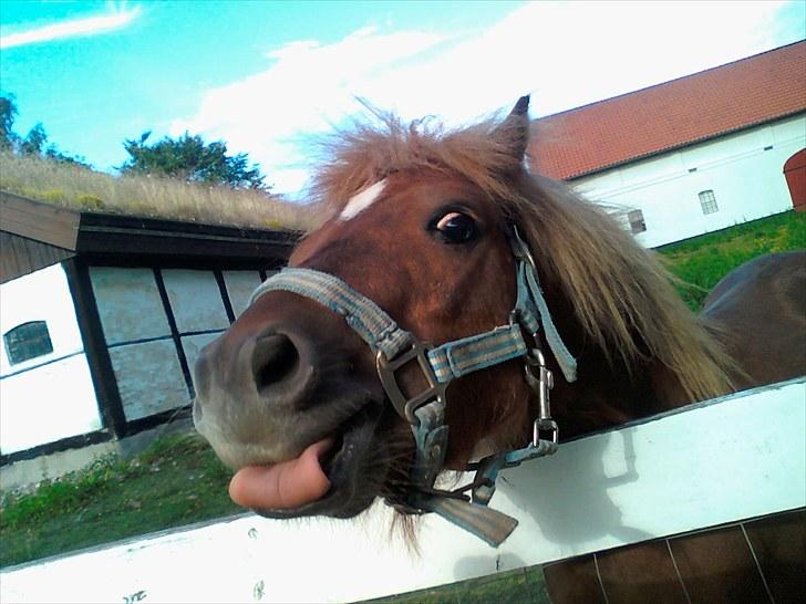 Shetlænder Chesney G. SOLGT - Chesney G. aka. flokkens charmetrold :D billede 1