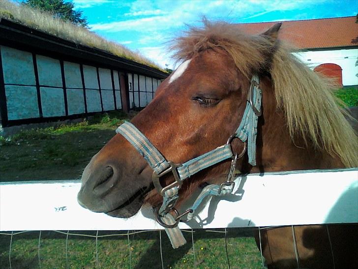 Shetlænder Chesney G. SOLGT - Solens stråler og en stjerne på folden (: billede 2