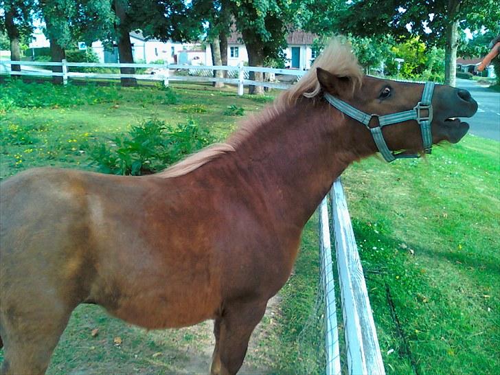 Shetlænder Chesney G. SOLGT - Gulerødder med karotin til de røde :D billede 3