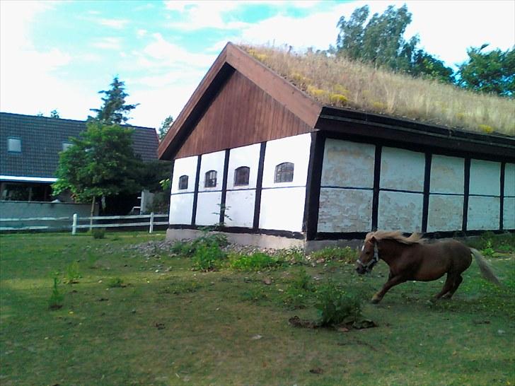 Shetlænder Chesney G. SOLGT - Fuld fart over feltet med hingsten Bastian efter sig. billede 4