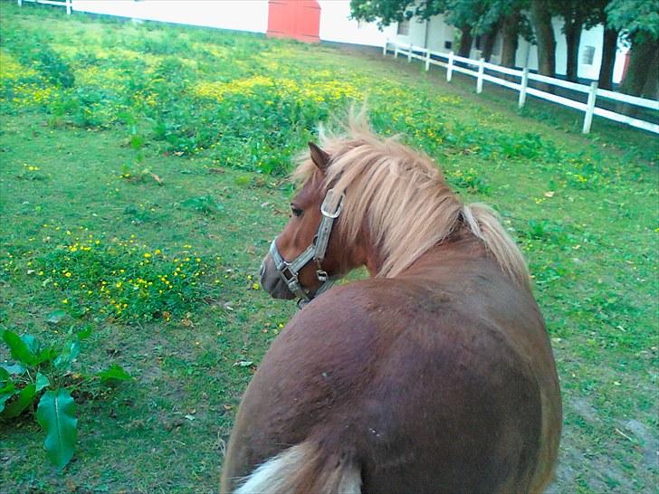 Shetlænder Chesney G. SOLGT - Når enden er god er alting godt. billede 5