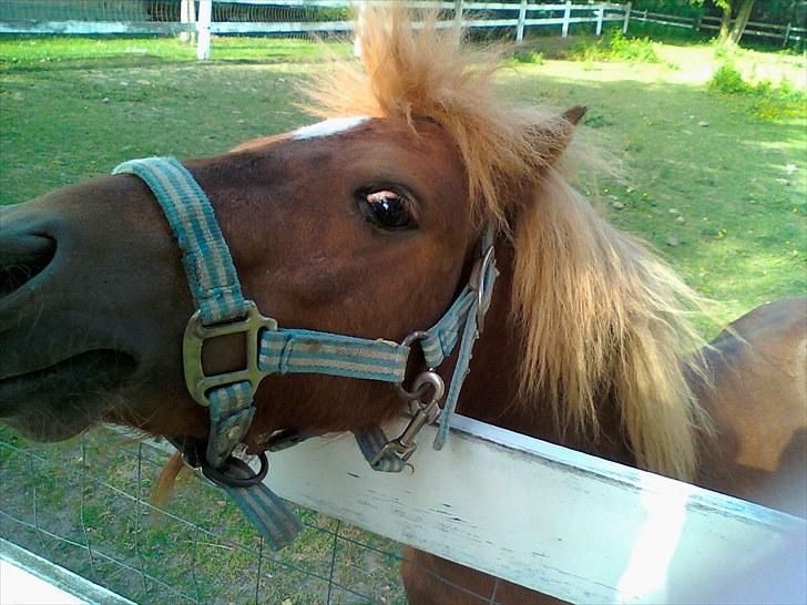 Shetlænder Chesney G. SOLGT - Fjollehovedet Ches (: billede 6