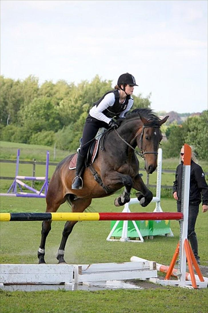 Anden særlig race Banko billede 14