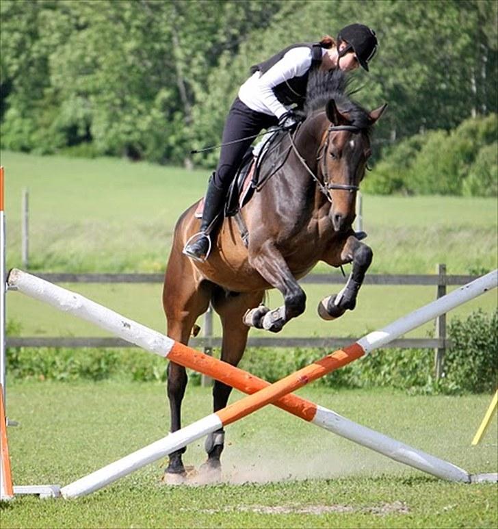 Anden særlig race Banko billede 15