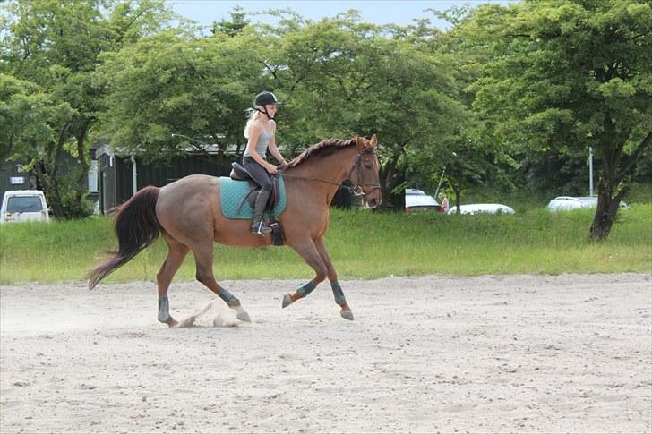 Dansk Varmblod Lind-i - Galop (: Foto: DBR billede 12