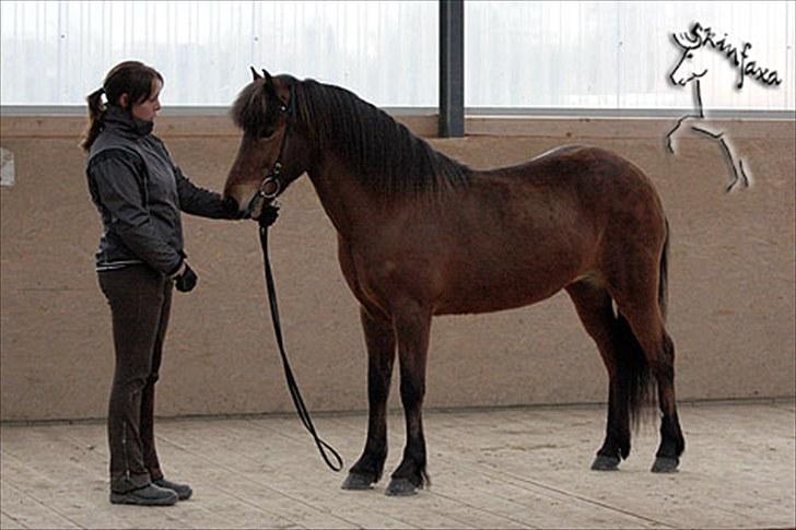 Islænder Vina Vom Neuhoff - Her er Vina til kåring på Osterbyholz i Tyskland  billede 19