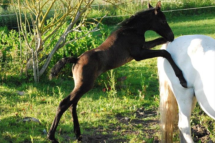 Welsh Partbred (Sec F) Slæggerups E.C. Jet - Velkommen til min profil. Læg gerne en kommentar ; ) billede 1