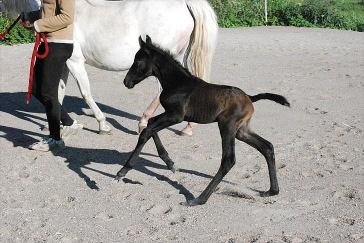 Welsh Partbred (Sec F) Slæggerups E.C. Jet - Første dag.  billede 5