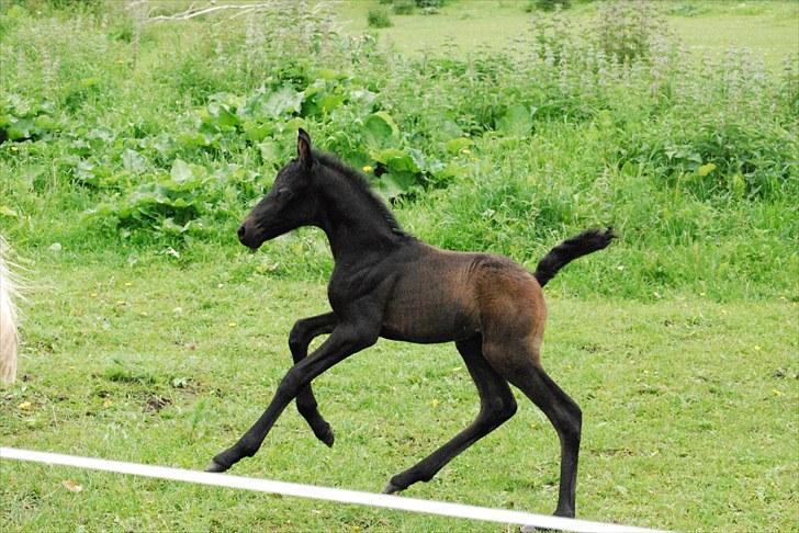 Welsh Partbred (Sec F) Slæggerups E.C. Jet - Rigtig dejlig galop. billede 6