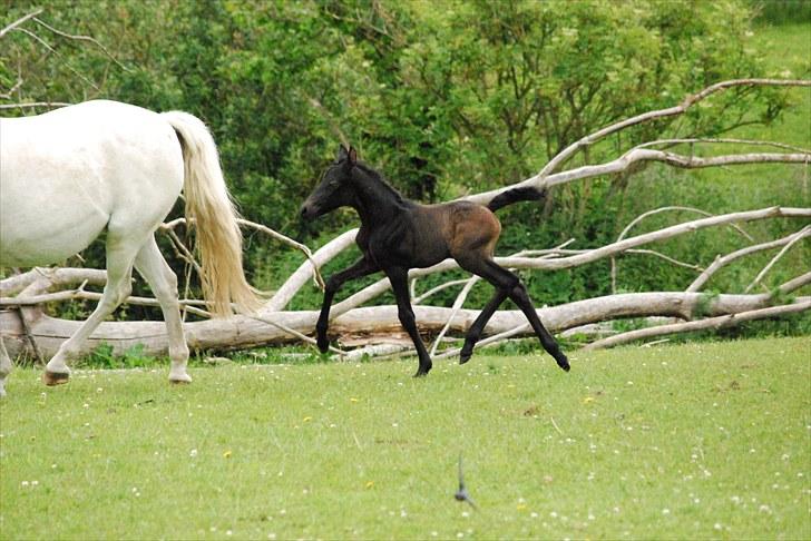 Welsh Partbred (Sec F) Slæggerups E.C. Jet - Trave kan han også : ) <3 billede 7