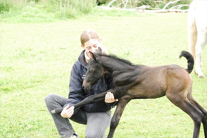 Welsh Partbred (Sec F) Slæggerups E.C. Jet - Lange stænger ; ) billede 8