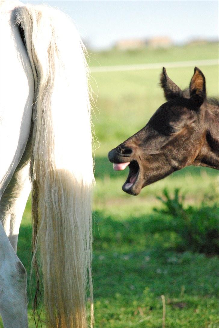 Welsh Partbred (Sec F) Slæggerups E.C. Jet billede 10