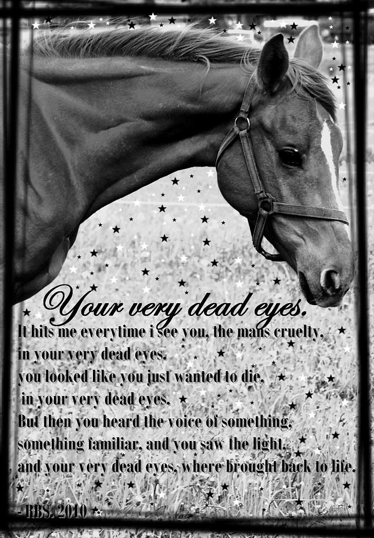 Dansk Varmblod Fjordglimts Robin Hood *SOLGT* - læs billedteksten..den siger alt - RBS 2010* billede 13