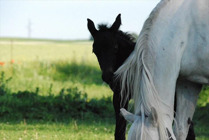 Welsh Partbred (Sec F) Slæggerups E.C. Jet billede 2
