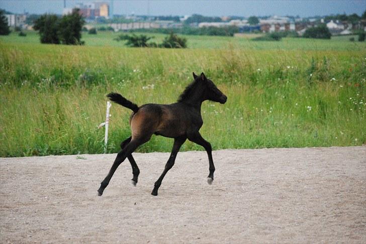 Welsh Partbred (Sec F) Slæggerups E.C. Jet - Trav, på ridebanen, 5 juli 2010. billede 14