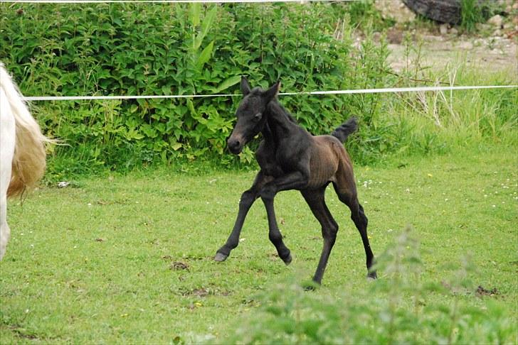 Welsh Partbred (Sec F) Slæggerups E.C. Jet billede 15