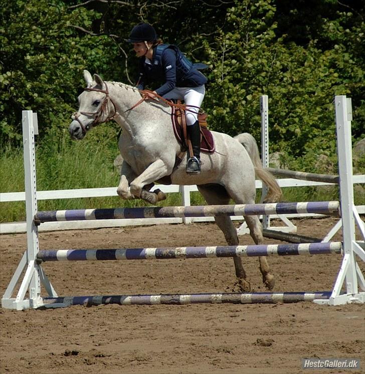 Arabisk fuldblod (OX) Meteor ox  - Klubmesterskabet 2plads (med Christina Thuelund) billede 14