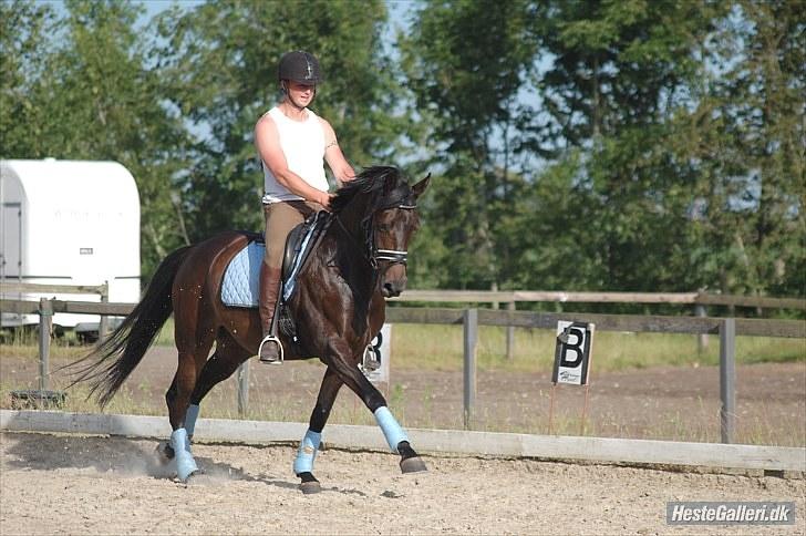 Dansk Varmblod Sundorfs Manon  billede 19