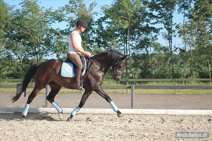 Dansk Varmblod Sundorfs Manon  billede 20