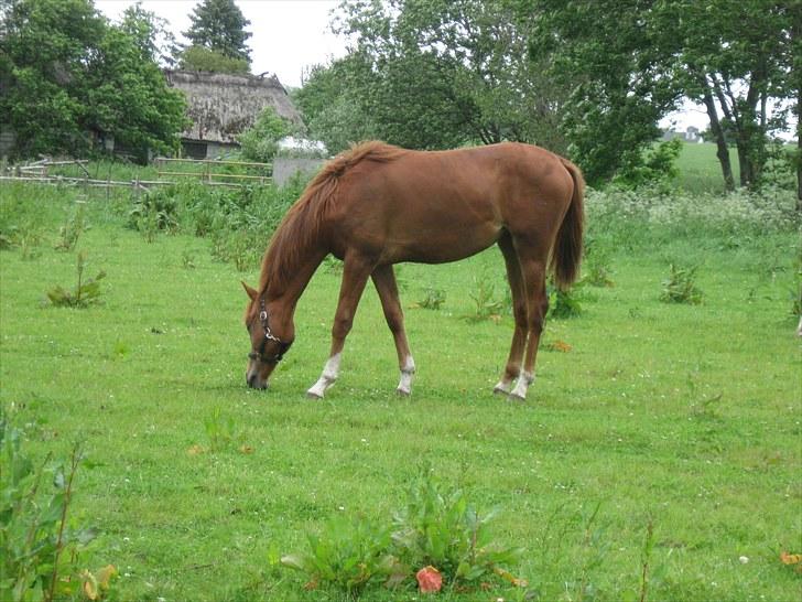Dansk Varmblod Hoelgaards Simply Red - sommer 2010 billede 7