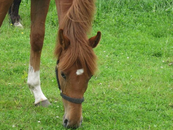 Dansk Varmblod Hoelgaards Simply Red - sommer 2010 billede 8