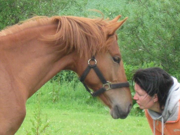 Dansk Varmblod Hoelgaards Simply Red - loooove <3 billede 9