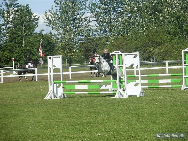 Anden særlig race Silverdream  billede 2