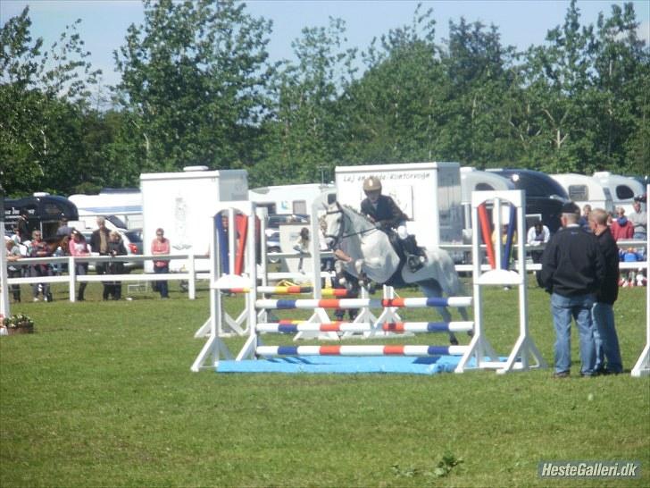 Anden særlig race Silverdream  billede 3