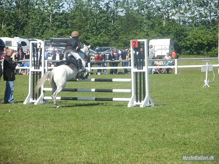 Anden særlig race Silverdream  billede 4