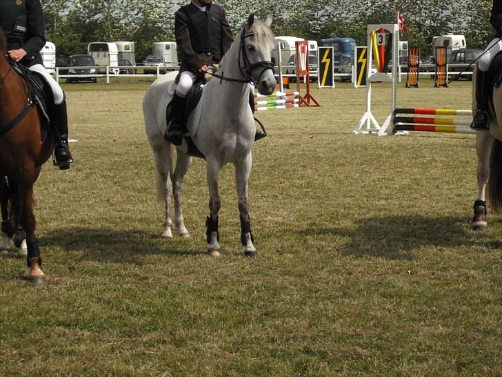 Anden særlig race Silverdream  billede 5