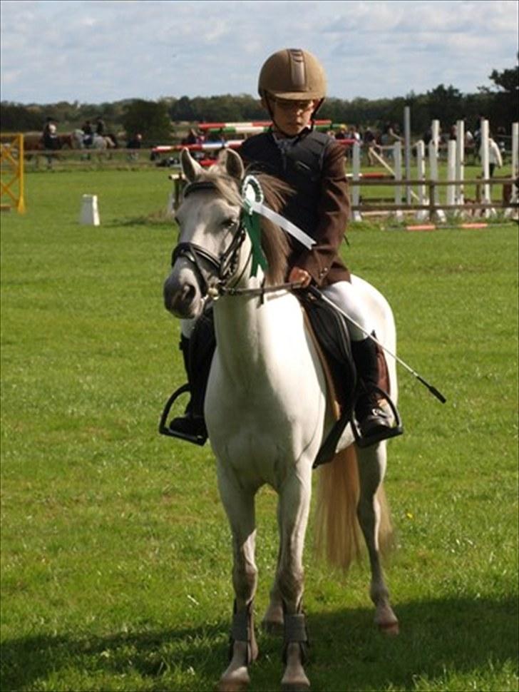 Anden særlig race Silverdream  billede 6