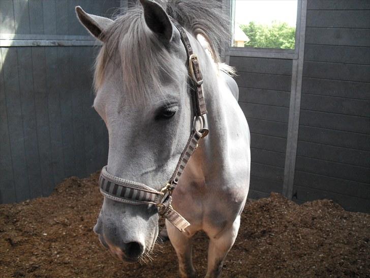 Anden særlig race Silverdream  billede 7
