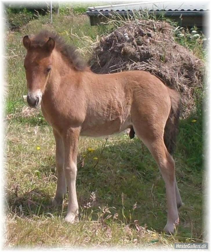 Islænder Ægir fra Toftdal billede 16