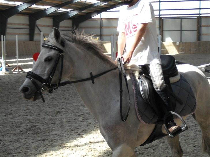 Anden særlig race Silverdream  billede 8